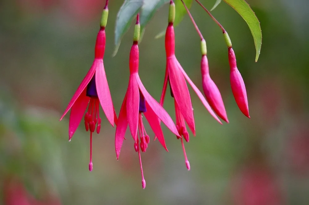 fuchsia, flower, red, nature, macro, garden, petal, green, bud, hanging, stamen, detail, pink, exotic plant, natural world, flowering plant, seasonal, flora, hanging flower
