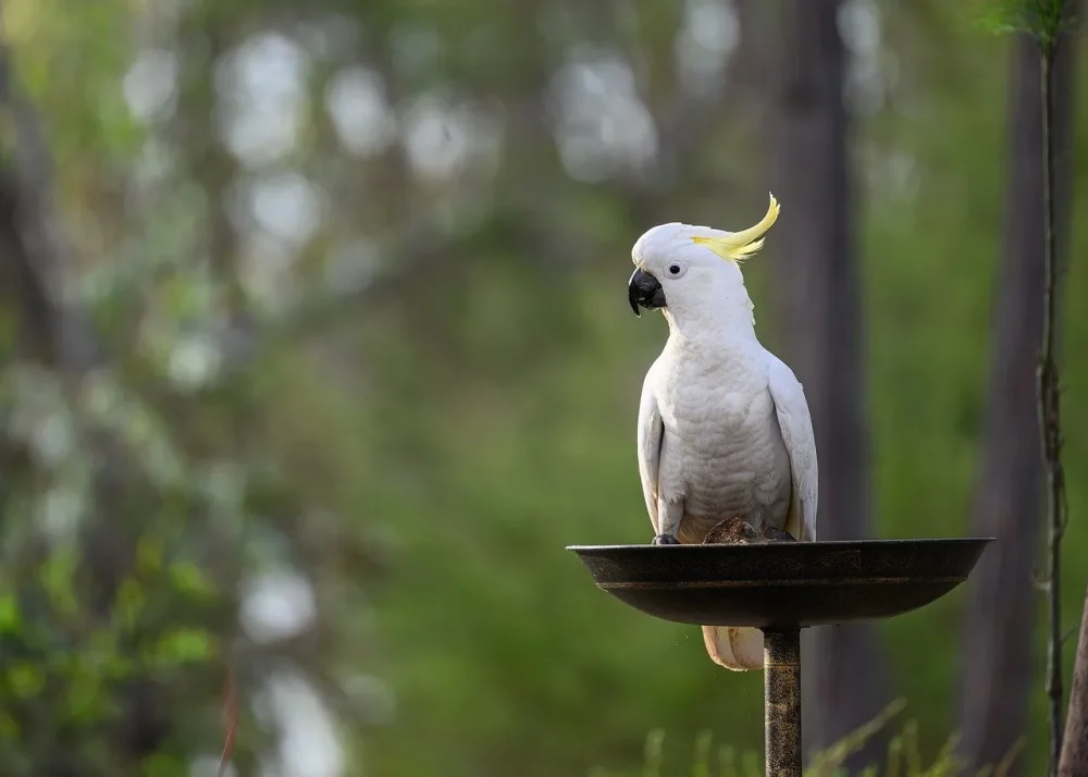 sulphur-crested cockatoo, cockatoo, bird, animal, feathers, plumage, wildlife, nature, beak, avian, bill, bird watching, birdbath, ornithology, wild, australia